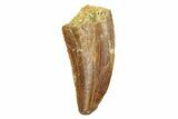 Serrated, Raptor Tooth - Real Dinosaur Tooth #186095-1